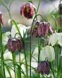 Fritillaria meleagris.jpg